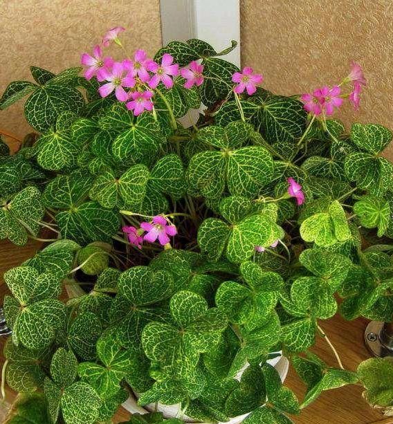 05_O.Corymbosa 'Aureo-Reticulata'.jpg