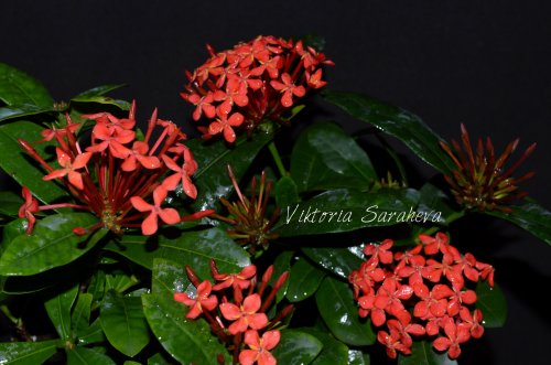 DSC_0735_500x331.jpg