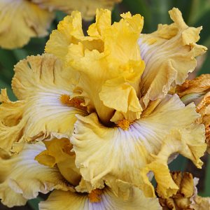 Frilled to Bist == 120 00.jpg