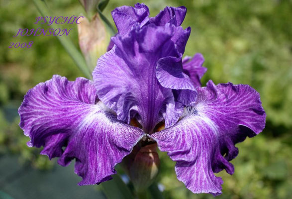 iris  psychic 80.00.jpg