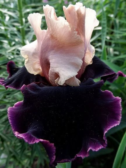 iris prague 60.00.jpg