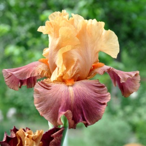 Noble Dragon 40.00.jpg