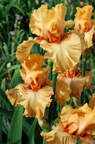 RUBENESQUE 140.00 (2).jpg