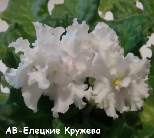 АВ-Елецк круж кат.jpg