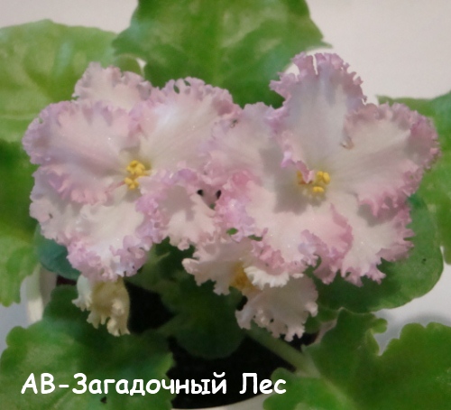 АВ-Загад лес кат.jpg