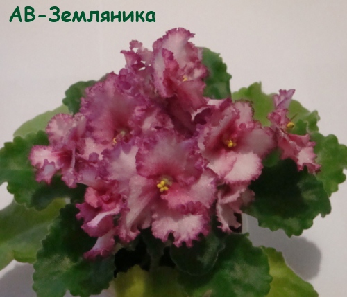 АВ-Землян кат.jpg