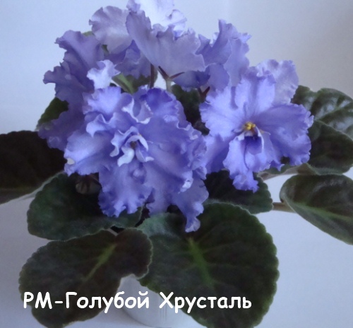 РМ-Голубой хрус кат.jpg