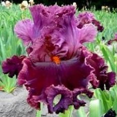- Rarer then Rubues 120.00_233x233 (1).jpg