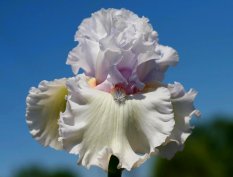 _SIMPLY SENSATIONAL_==100.00_233x177.jpg