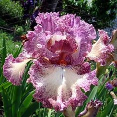 Brazen Beauty 35.00_233x233.jpg