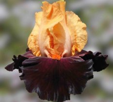 Brilliant Disguise 90.00_233x210.jpg