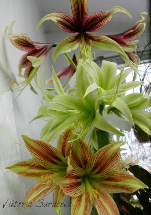 image (26)_500x708.jpg