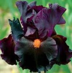 Dracula_233x235.jpg