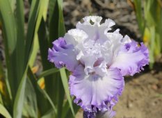 ENAMORED 100.00_233x170.jpg