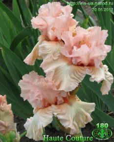 HAUTE COUNTURE 50.00 (3)_233x291.jpg