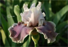 LilyMyLove=45.00_233x162.jpg