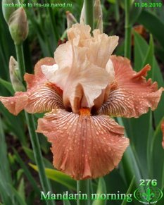 Mandarin_Morning=50.00_233x291.jpg