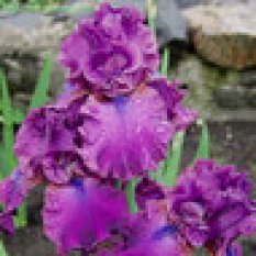 Nora_Eileen 40.00_233x233.jpg