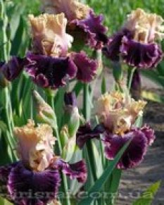 Shared_Secrets 150.00_233x291.jpg