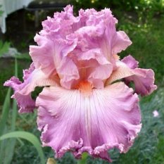 Social Graces 55.00_233x233 (1).jpg