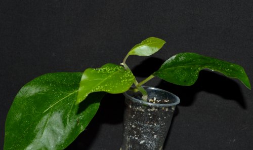 DSC_0867_500x296.jpg