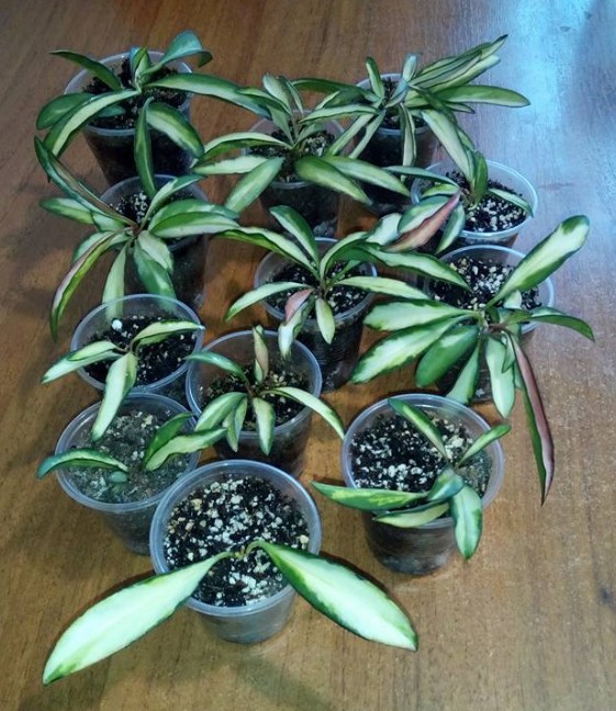 2018-02-05_073815.jpg