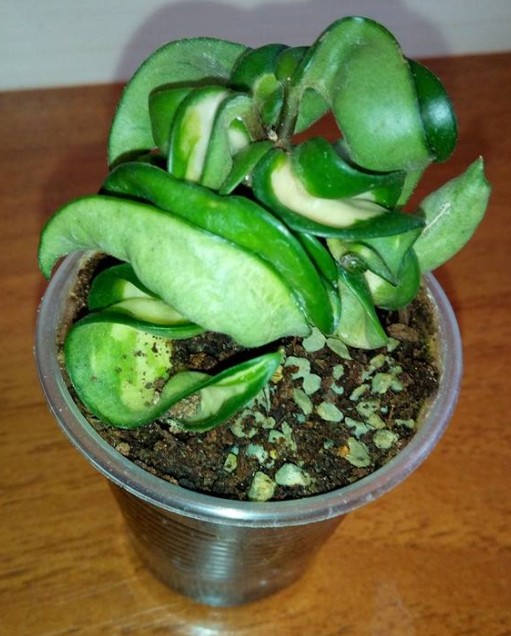 2018-02-05_073804.jpg