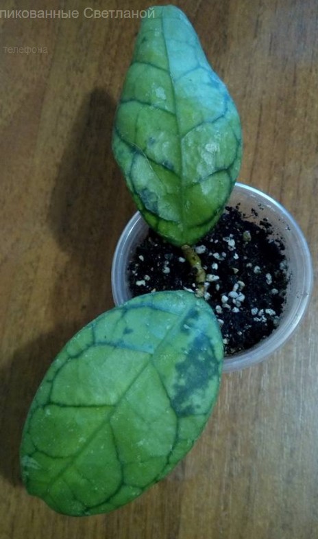 2018-02-05_073751.jpg