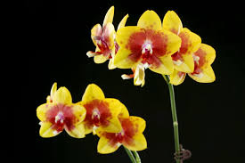 images-6.jpg