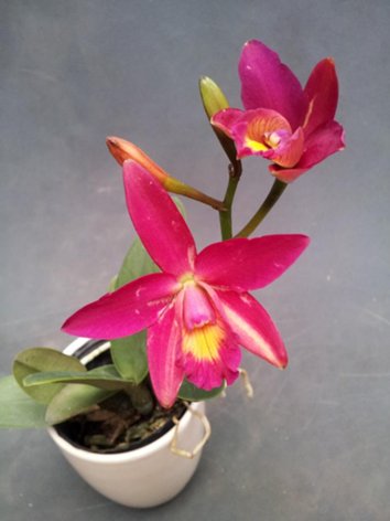 C_Chian_Tzy_Guiding_8216_Chian_Tzy_Red_Top_8217_2_500.jpg