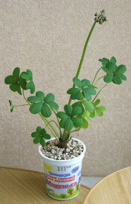 568315400_2_1000x700_kislitsa-kustiki-oxalis-compressa-double-trouble-fotografii_rev003.jpg