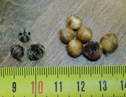 580999814_1_1000x700_kislitsa-oxalis-stipularis-lukovka-kiev_rev003.jpg