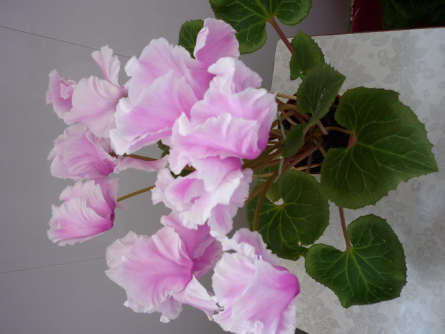 P1070034.JPG