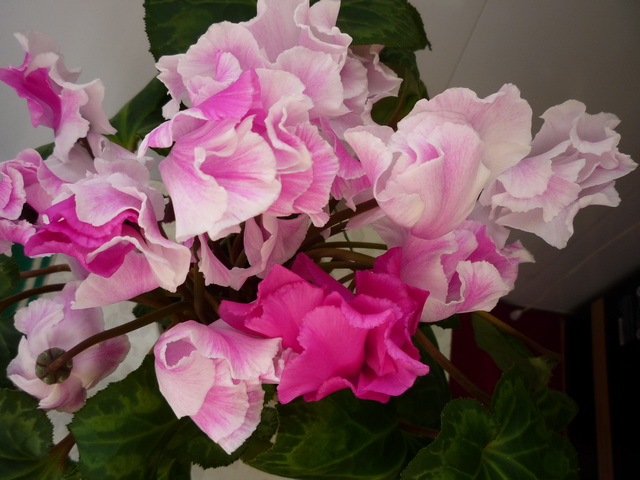 P1080369.JPG