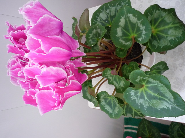 P1080314.JPG