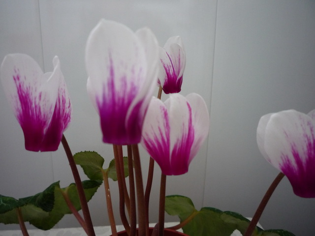 P1080260.JPG