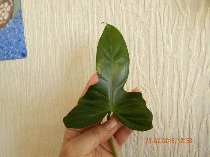 DSCN8591.JPG