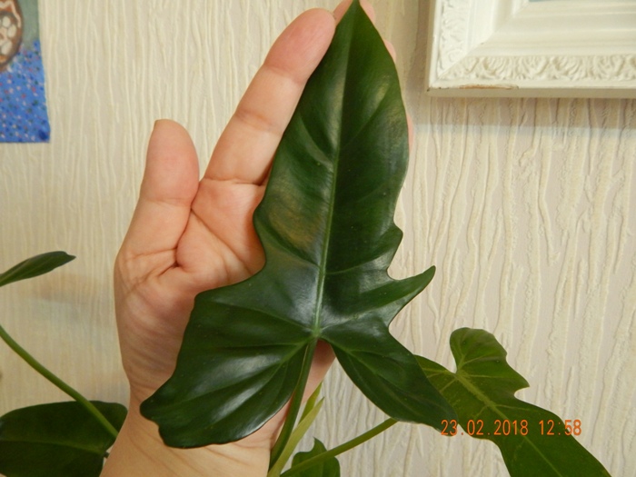 DSCN8590.JPG