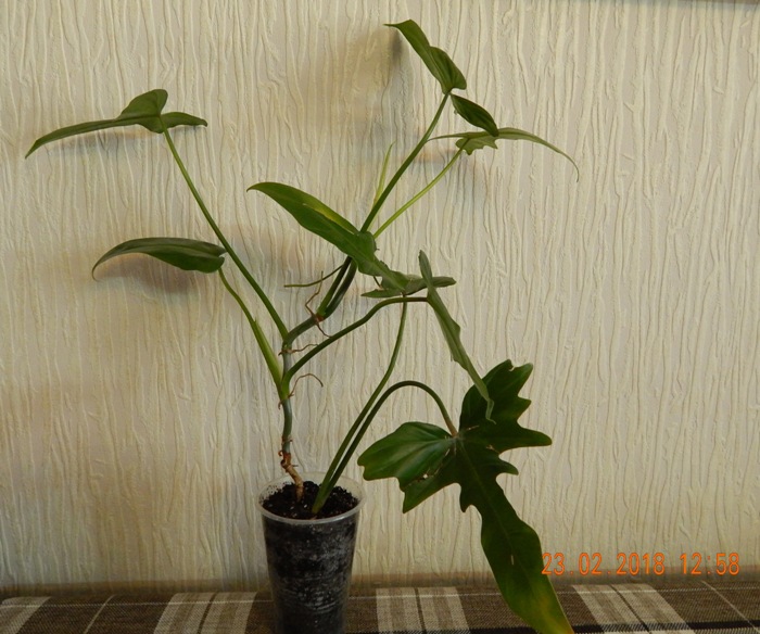 DSCN8589.JPG