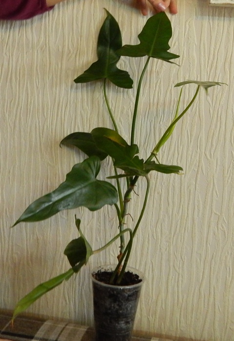 DSCN8593.JPG