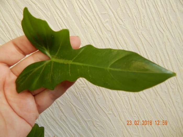 DSCN8592.JPG