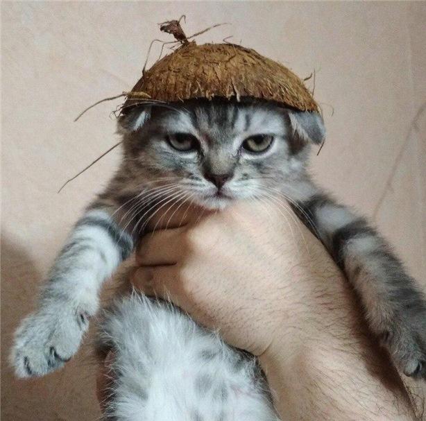 котэ.jpg