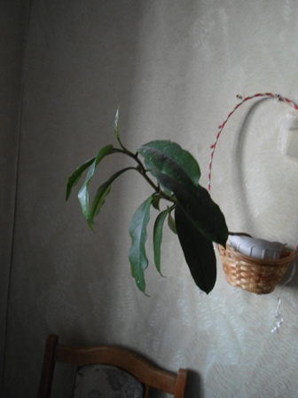 DSC03606.jpg