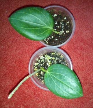 2018-03-14_224052.jpg