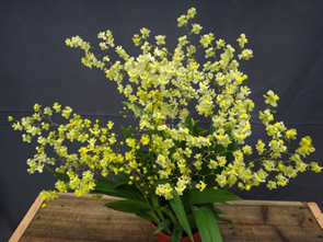 Oncidium_Chian-Tzy_Chiou-Ping_Chian-Tzy_Yangtze-640x640.jpg