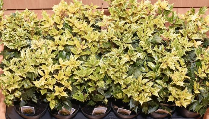 Османтус Триколор (Osmanthus heterophyllus Tricolor).jpg