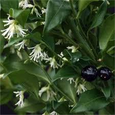 Sarcococca33.jpg