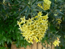 cestrum_parqui.jpg