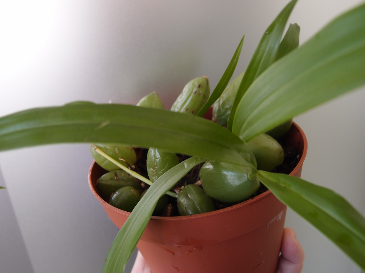 P3235911q.jpg