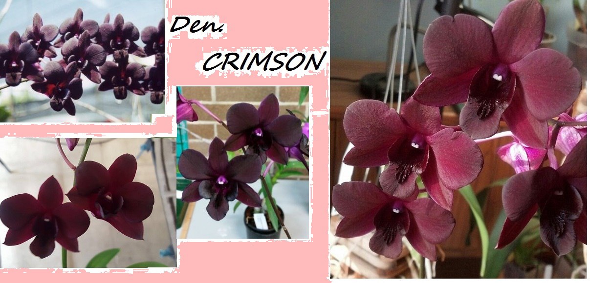 oEz0Q0yM_9A.jpg     den crimson.jpg